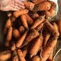 морковь оптом со склада от 20 тонн в Казани и Республике Татарстан