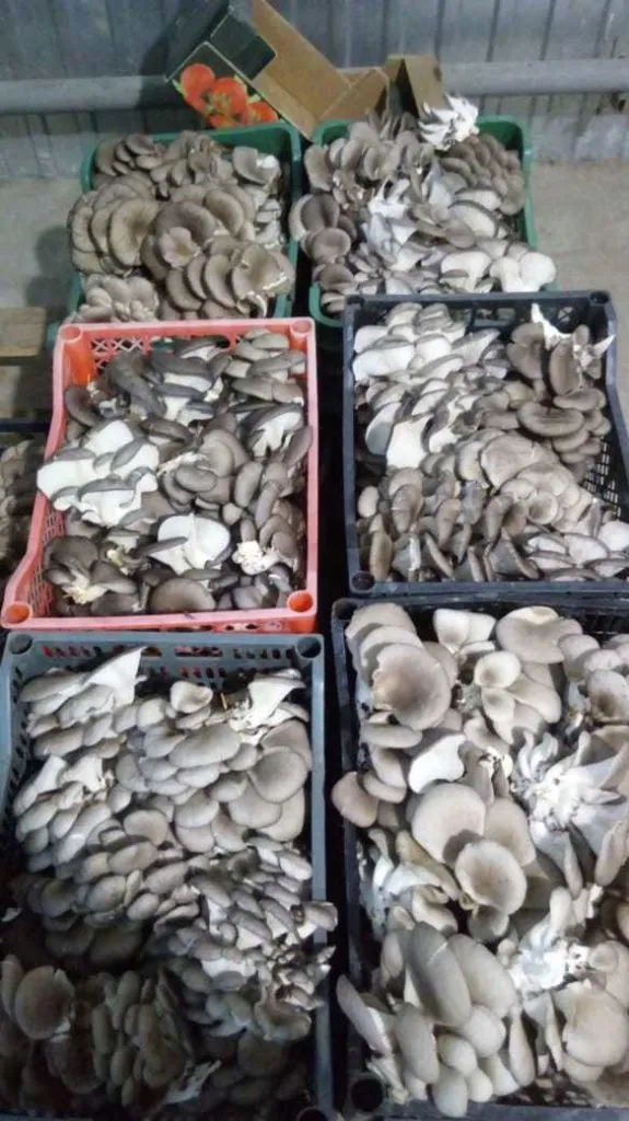 грибы -вешенки в Нижнекамске